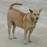 chó