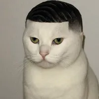 hệ thống dais bò