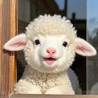(作者非常喜欢绵羊)