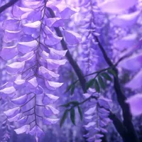 chúa công đời trước