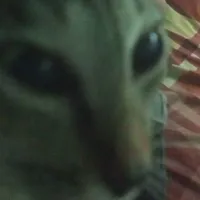 t/g cư tê
