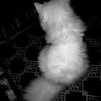 Xóa không biết nhiêu bộ (t/g)