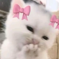 Cao An:dạng mèo(kitty kitty)