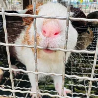 KNgân
