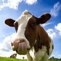 dân làng ngu lồ*n