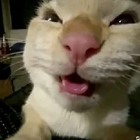 công chúa giá đáo