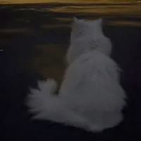 ────