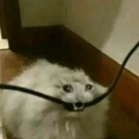 cân mọi loại nhân vật