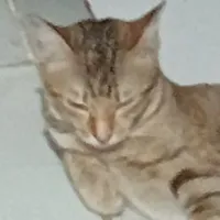 Mèo tác giả