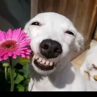 bạn tác giả ( nó bị skibidi)