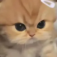 hệ thống cute