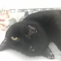 Tất cả hiha CD và PD