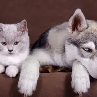 all trừ ai thì trừ