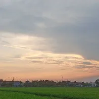Xoài xịt kem