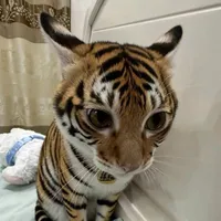 hệ thống 001_tiger