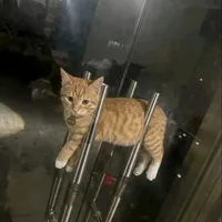 cô bé trầm tính