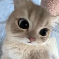 @cocaimeow
