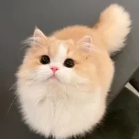 hệ thống_Mi