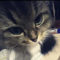 🐟