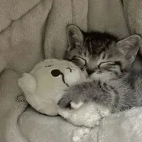 𝕋𝕒́𝕔 𝕘𝕚𝕒̉