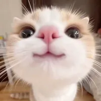 T/g bị khùng