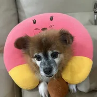MOJO