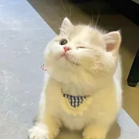 t/g cute