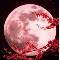 moon❤