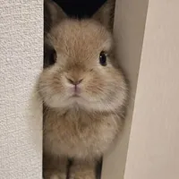 T/g cute phô mai que