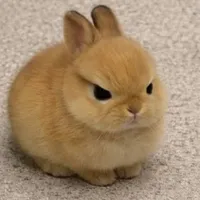 All[cả nam lẫn nữ]