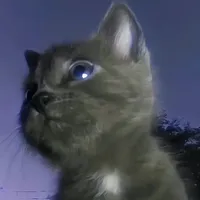 Công Chúa Râu Kẽm 🧔🏻‍♀️