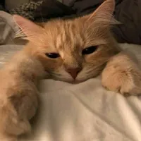 All