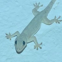 Lê Nguyễn Thạch sùng