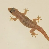 Liêm Thị Thằn Lằn