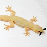 Lê Thạch Sanh_ba sùng