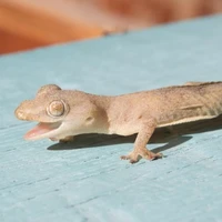 Nguyễn Thạch Xinh_mẹ sùng