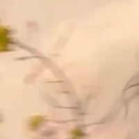 NVP