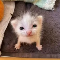 Con t/g thik bốc phét