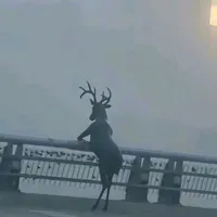 Cả Đám