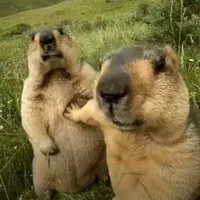 2 người (gay/les)