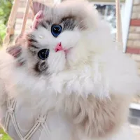 CHXHCN Việt Nam (Dạng Mèo)