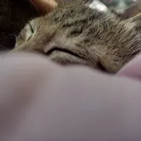 nhỏ t/g