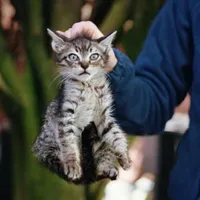 Tác giả hoang dã=)