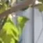 táo đỏ 