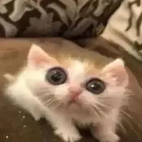 Nguyễn Thị Trang