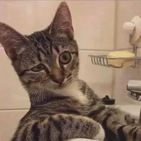 𝗟𝗮𝗺𝗦𝗵𝘆𝗻~😼