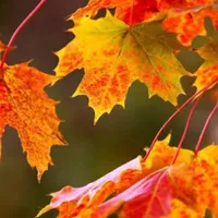 tác giả thích vẽ