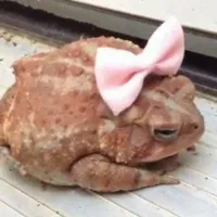 Dolores Jane Umbridge