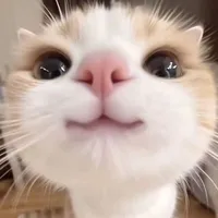 hệ thống - tiểu hổ