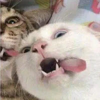 Ngọc Linh@dorydth_294